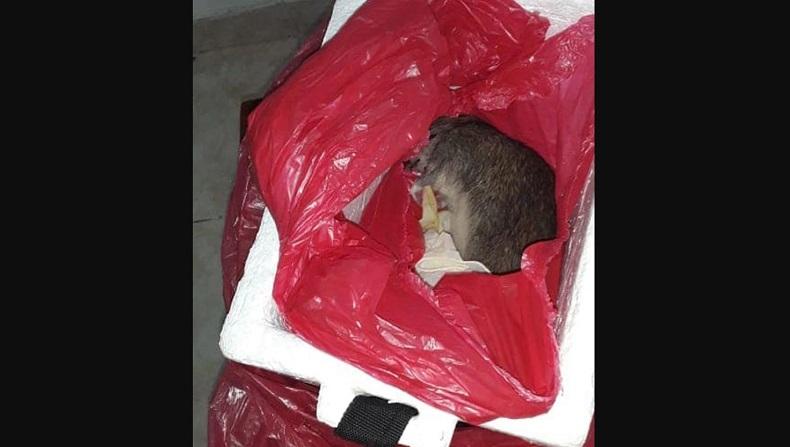  Keterlaluan, Rumah Sakit Ini Ganti Jasad Bayi dengan Bangkai Tikus