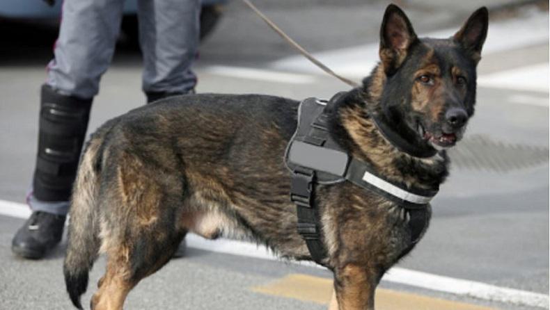  Ilmuwan Inggris Latih Anjing Pelacak Deteksi Pasien Positif Covid