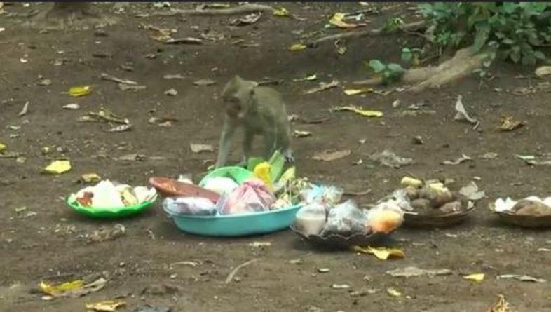 Melihat Tradisi Sedekah untuk Monyet di Lokasi Wisata Gunung Gajah