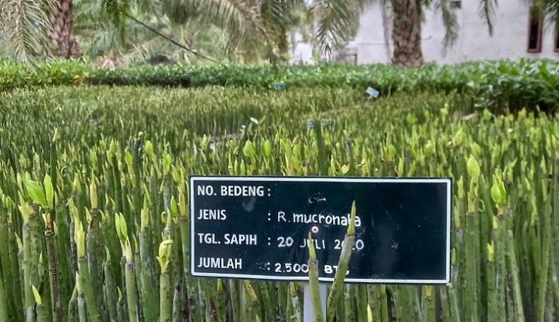 4 Ekor Elang Dilepas di Hutan Mangrove Bangka Tengah