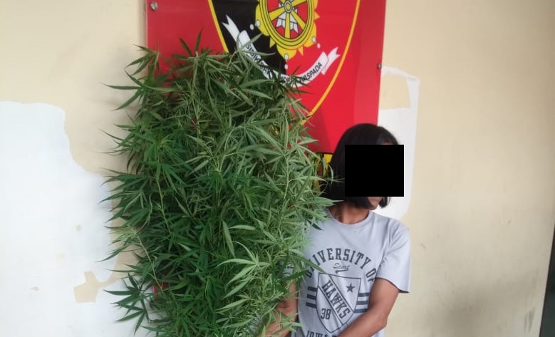 Tanam Pohon Ganja di Belakang Rumah, Pria Deliserdang Ditangkap