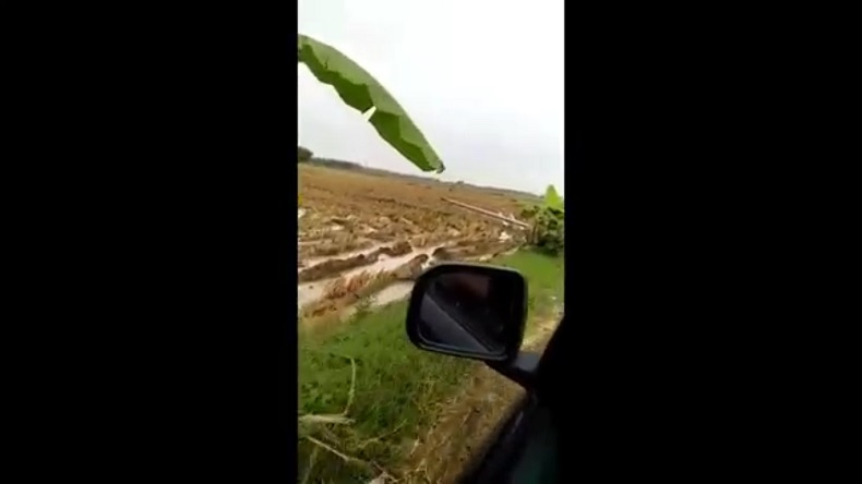 Viral, 7 Tiang Listrik di Blora Berjatuhan