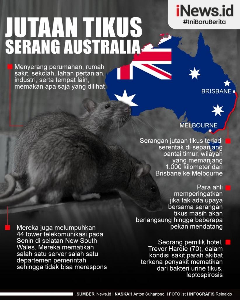 Infografis Jutaan Tikus Serang Australia
