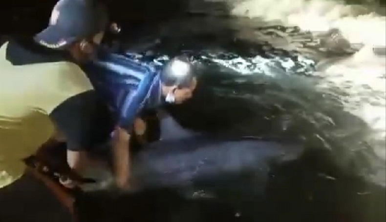 13 Lumba-lumba Terdampar di Pantai Bali