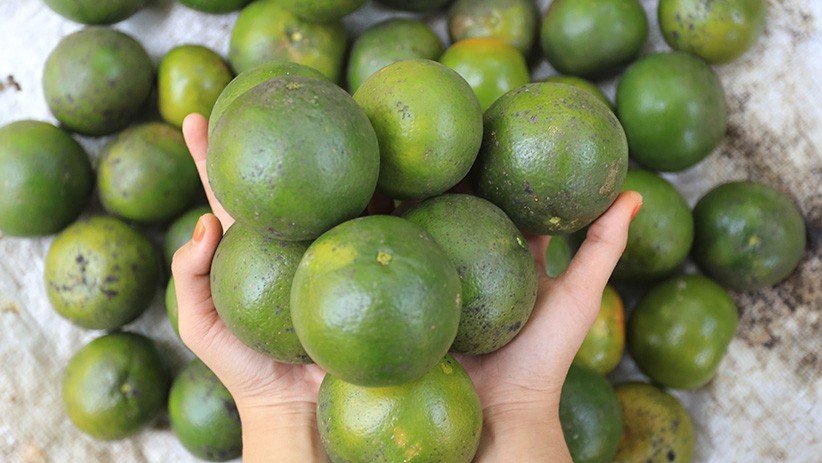 Budi Daya Jeruk Manis di Lahan Gambut, Hasil 15 Ton Sekali Panen - Bagian 2