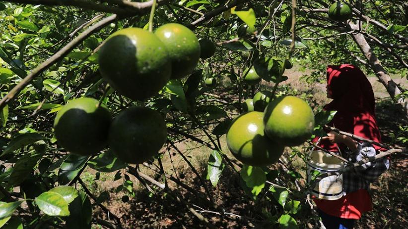 Budi Daya Jeruk Manis di Lahan Gambut, Hasil 15 Ton Sekali Panen - Bagian 1