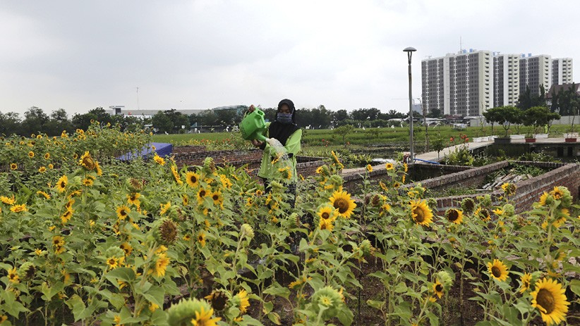 Indahnya Taman Bunga Matahari Tumbuh di Jakarta Utara - Bagian 2