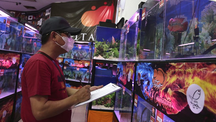 Mencari Ikan Louhan Terbaik saat Kontes di Johar Baru - Bagian 2