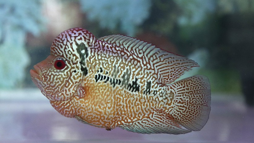 Mencari Ikan Louhan Terbaik saat Kontes di Johar Baru - Bagian 1