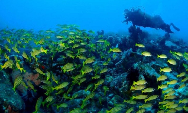 Intip Foto-Foto Keindahan Kawasan Bawah Laut Destinasi Super Prioritas Likupang