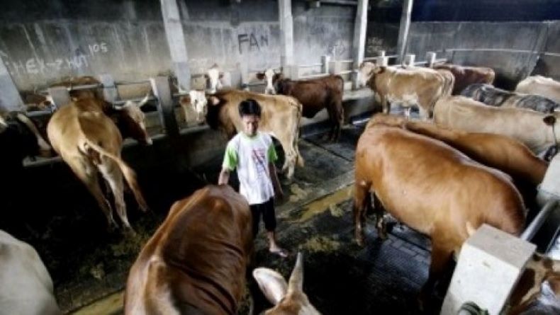 Gubernur Babel Imbau Masyarakat Beli Hewan Kurban Peternak Lokal