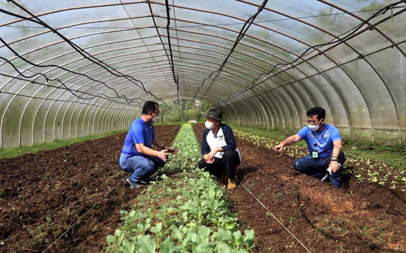  Mentan Syahrul Yasin Limpo Panen Melon di Agribusiness and Teknologi Park IPB University - Bagian 3