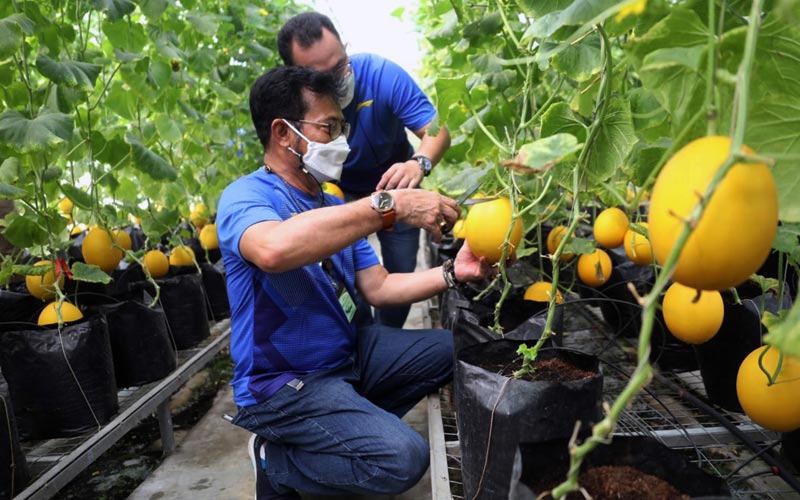  Mentan Syahrul Yasin Limpo Panen Melon di Agribusiness and Teknologi Park IPB University - Bagian 1