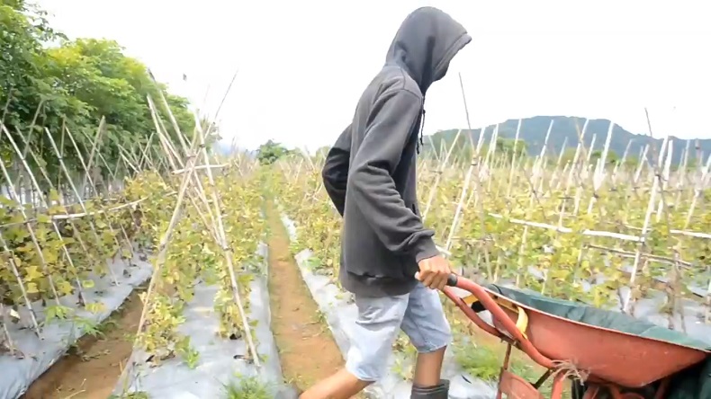 Petani Melon di Aceh Raup Untung di Masa Pandemi Covid-19