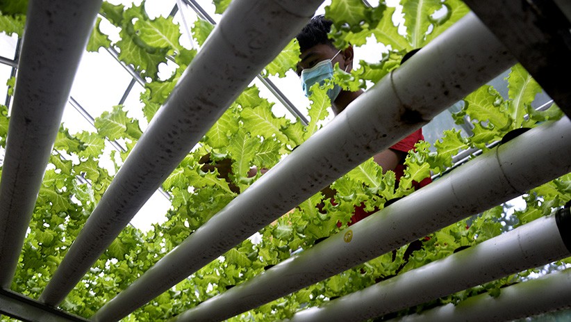 Pemuda Takalar Tanam Sayuran Hidroponik, Hasil Dipasarkan ke Restoran dan Hotel - Bagian 2
