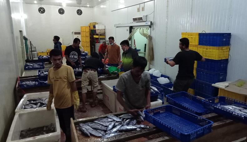 Permintaan Ikan Segar dari Aceh ke Pulau Jawa Meningkat 