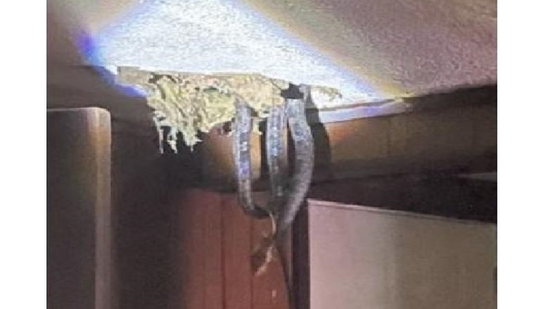 Temukan 4 Ular di Plafon Rumah, Keluarga Ini Justru Diusir
