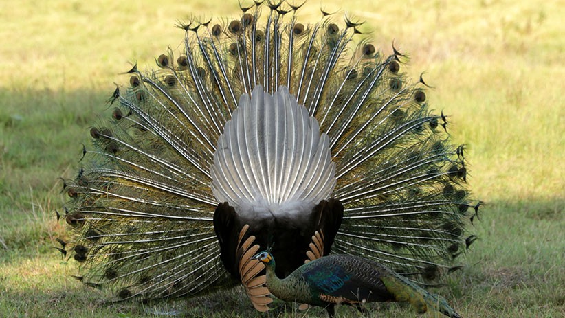 Merak Hijau Pamer Keindahan Bulu saat Musim Kawin di Taman Nasional Alas Purwo - Bagian 3