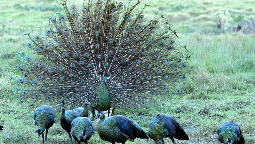 Merak Hijau Pamer Keindahan Bulu saat Musim Kawin di Taman Nasional Alas Purwo - Bagian 1