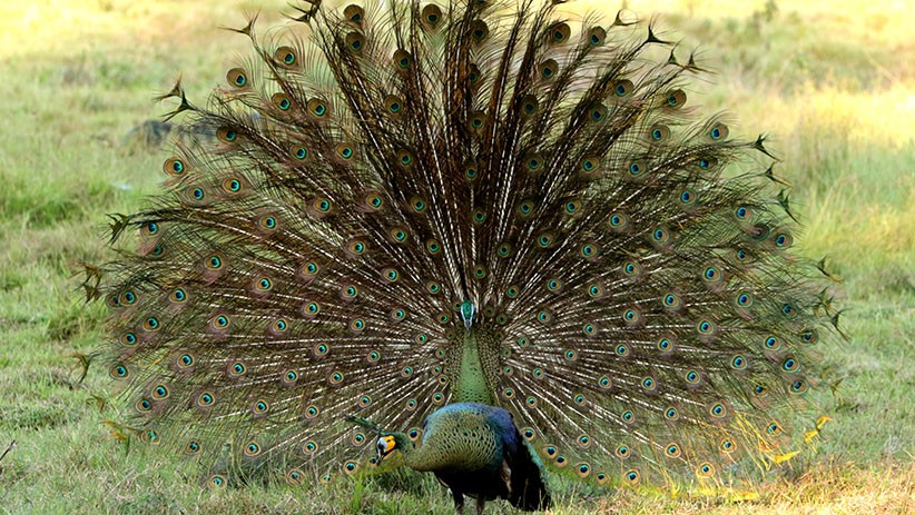 Merak Hijau Pamer Keindahan Bulu saat Musim Kawin di Taman Nasional Alas Purwo - Bagian 2