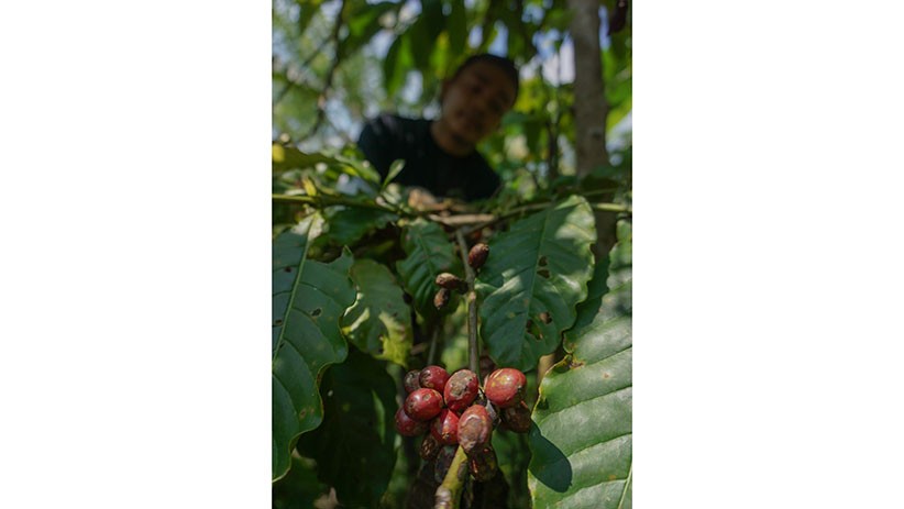 Petani Kendal Panen Kopi Robusta - Bagian 2