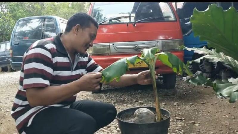  Kebumen Heboh, Pohon Pisang Tumbuh dari Buah Kelapa