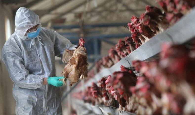 Perempuan di China Meninggal usai Terinfeksi Flu Burung H5N6