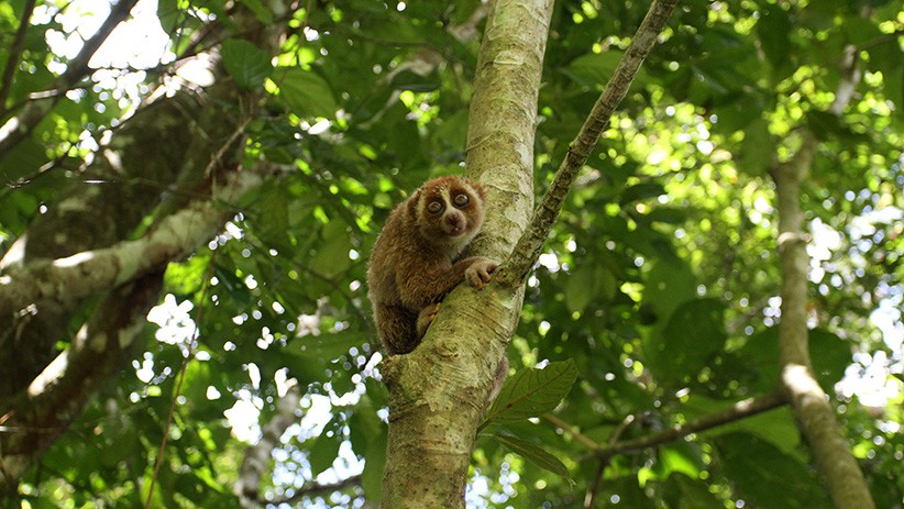 BKSDA Lepas Elang Brontok dan Kukang di Hutan Cagar Alam Maninjau - Bagian 2