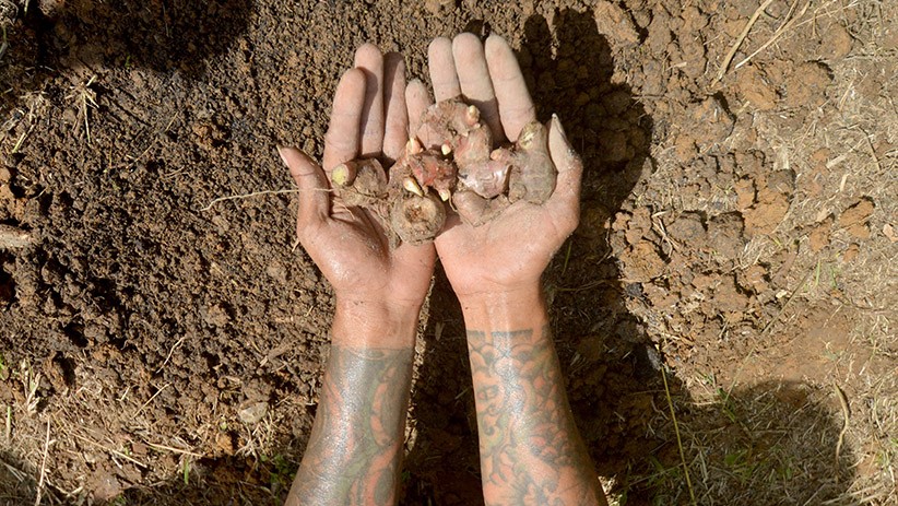 Mantan Pecandu Narkoba Diberikan Pelatihan Budi Daya Jahe Merah - Bagian 1