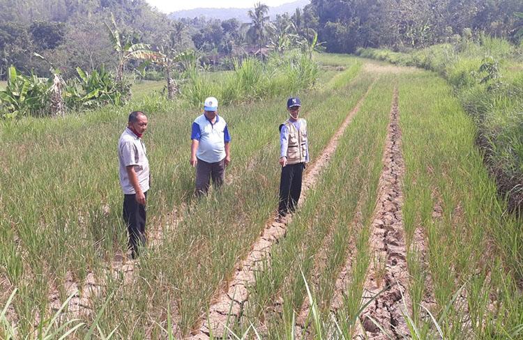 Tak Ada Pasokan Air, Puluhan Hektare Lahan Padi di Kulonprogo Gagal Panen