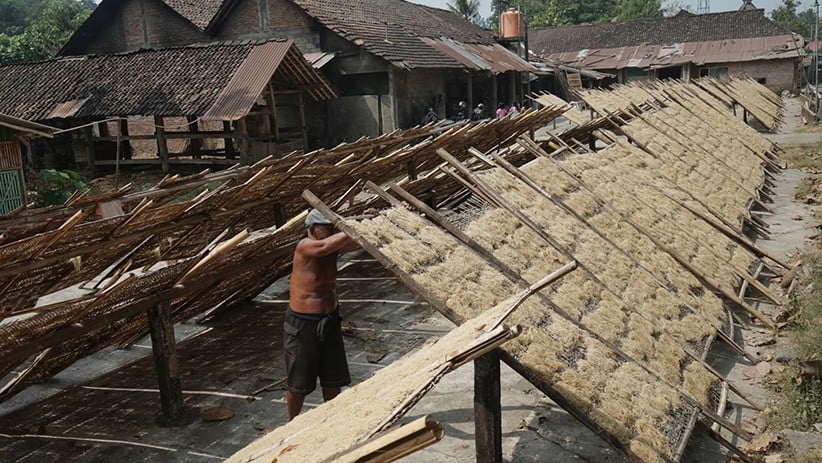 Melihat Proses Pembuatan Mi Lethek Yogyakarta Dibantu Seekor Sapi - Bagian 2