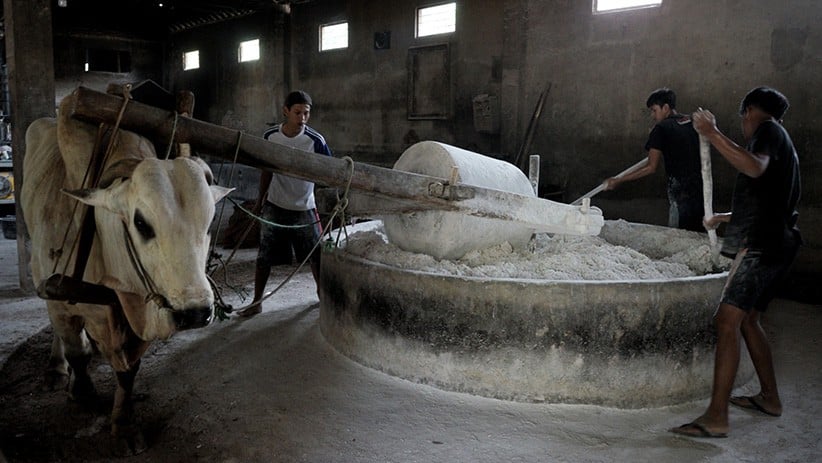 Melihat Proses Pembuatan Mi Lethek Yogyakarta Dibantu Seekor Sapi - Bagian 1