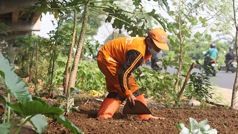 Lahan Kosong Kolong Tol Becakayu Dimanfaatkan untuk Tanam Sayuran dan Buah - Bagian 3