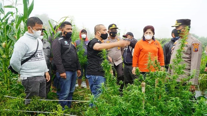 19 Tanaman Ganja Ditemukan Polres Tanah Karo di Desa Singa