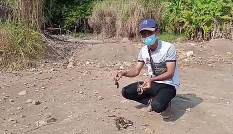 Semburan Lumpur di Cirebon, Hewan Liar Mati Mengering Tiap Hari