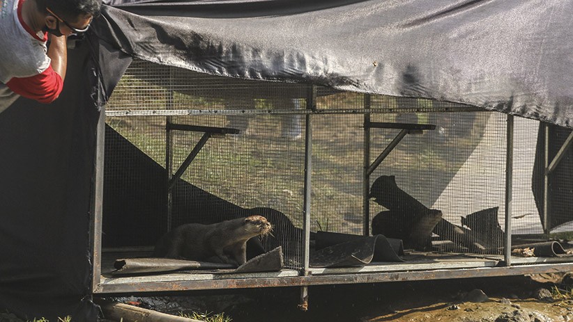 3 Ekor Berang-Berang Jadi Penghuni Baru Sungai Ciliwung Depok - Bagian 2