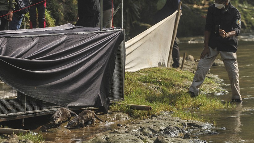 3 Ekor Berang-Berang Jadi Penghuni Baru Sungai Ciliwung Depok - Bagian 3