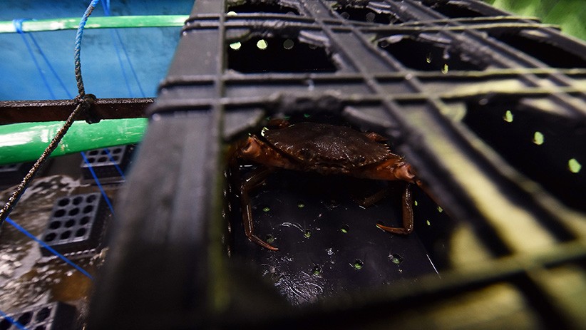 Nelayan Badung Kurangi Produksi Kepiting Bakau akibat Ekspor Terhenti - Bagian 2