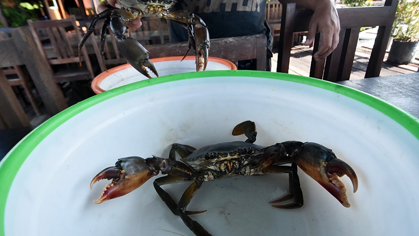 Nelayan Badung Kurangi Produksi Kepiting Bakau akibat Ekspor Terhenti - Bagian 1