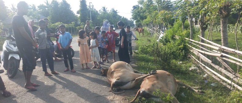 2 Ekor Sapi di Pidie Jaya Mati Ditabrak Motor, Pengendara Dilarikan ke RS