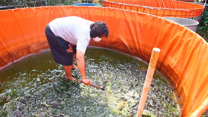 Kampung Tangguh Covid-19 Tangerang Panen Ikan Lele - Bagian 1