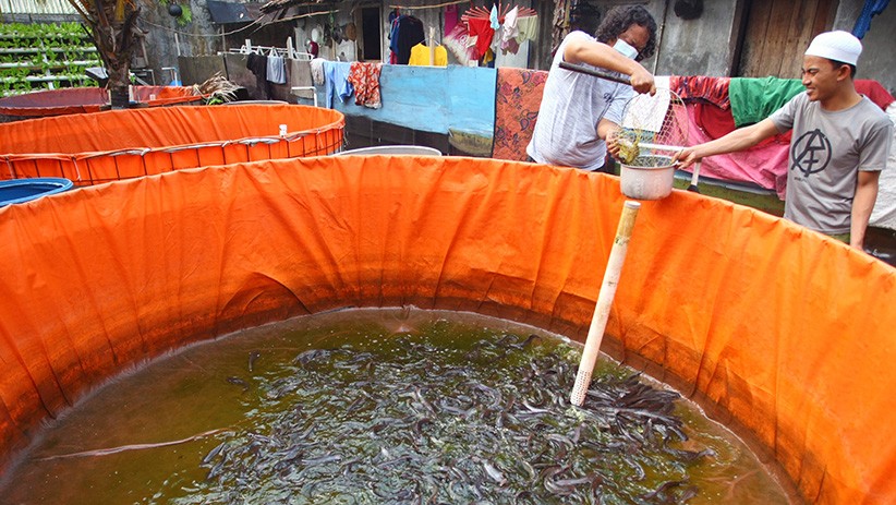 Kampung Tangguh Covid-19 Tangerang Panen Ikan Lele - Bagian 2
