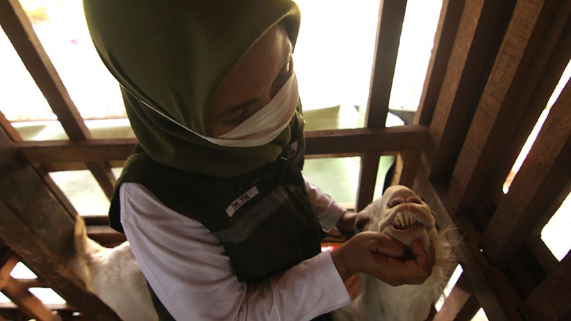 Ternak Kambing Jenis Sapera, Menghasilkan Susu Lebih Banyak - Bagian 3