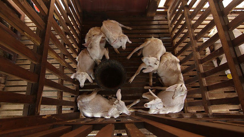 title Blitar Gempar, 19 Ekor Kambing Warga Lenyap dalam Waktu Semalam Blitar Gempar, 19 Ekor Kambing Warga Lenyap dalam Waktu Semalam