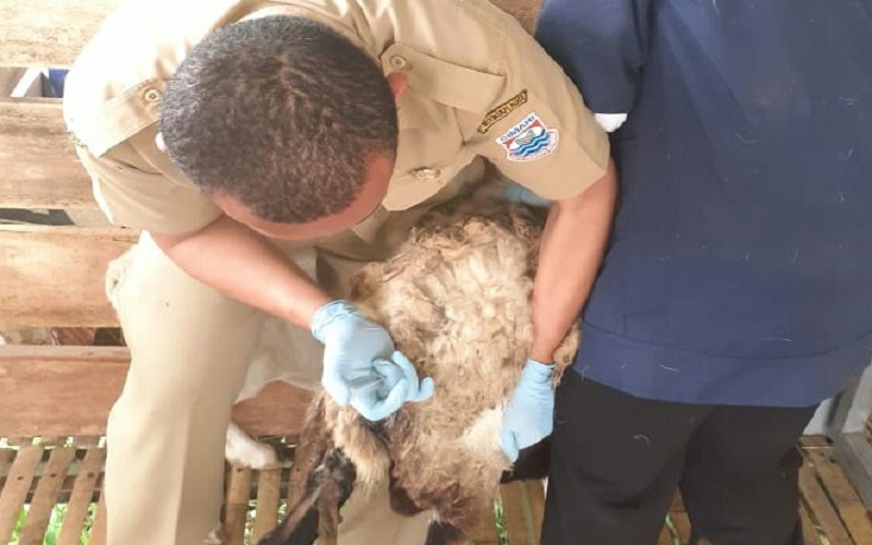 Hewan Ternak Sakit? Lapor ke Dispangtan Cimahi untuk Segera Diobati, Gratis