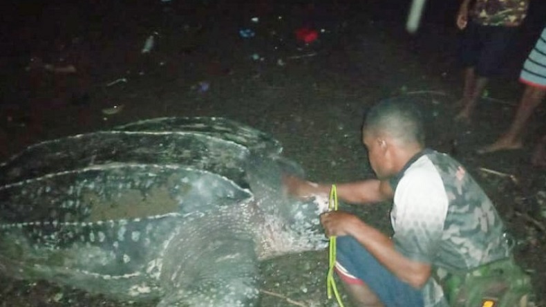 Wow, 5 Penyu Raksasa Ditemukan Warga di Tepian Pantai Raja Ampat