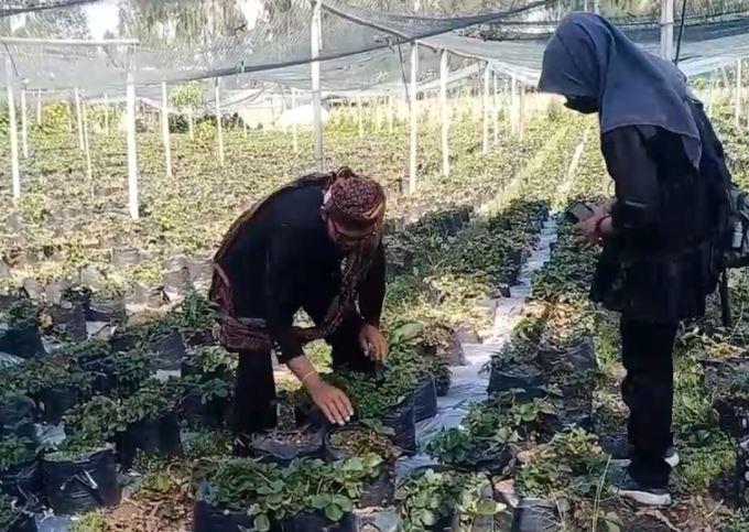 Semburan Gas Belerang Gunung Bromo Rusak Tanaman Pertanian Warga