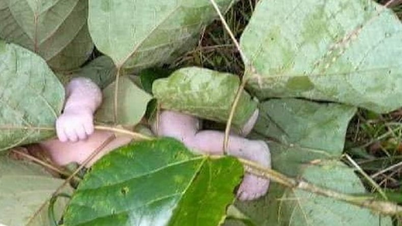 title Pilu, Bayi Cantik Baru Lahir Ditemukan hanya Ditutupi Daun Jati di Waikabubak Pilu, Bayi Cantik Baru Lahir Ditemukan hanya Ditutupi Daun Jati di Waikabubak