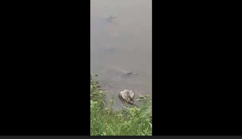 Buaya di Sungai Sadar Gegerkan Warga Mojokerto, Diduga Muncul karena Tercemar Limbah 