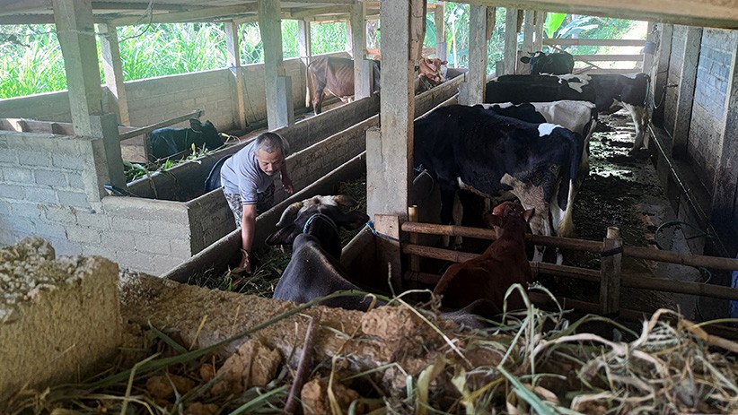 Puluhan Sapi Ternak di Tulungagung Mati karena Antraks, Menular ke Manusia - Bagian 1